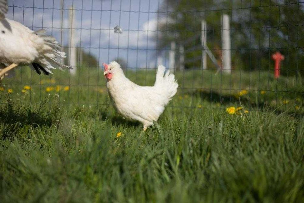 Kurki nioski Tetra brązowa na jajko