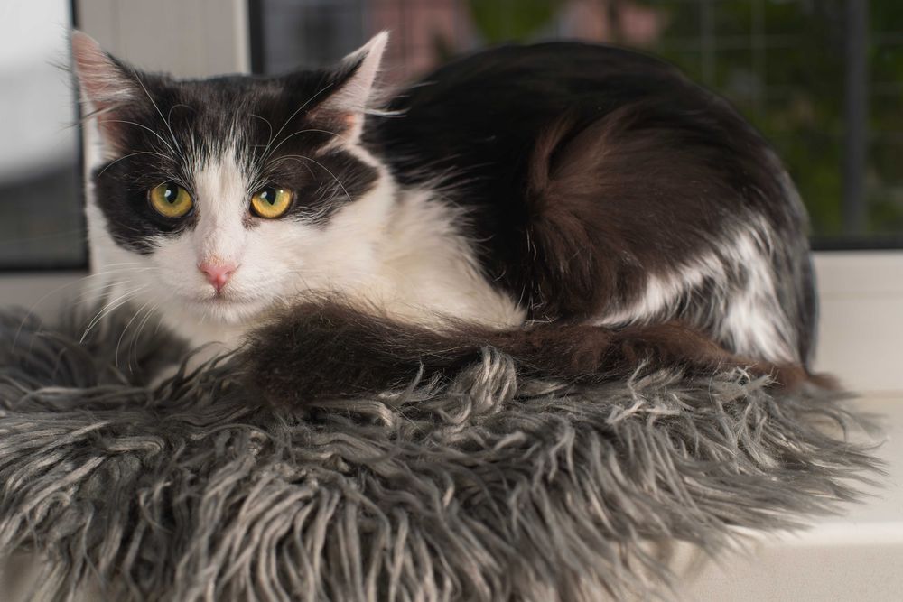 Супер кошенятки в пошуках домівки