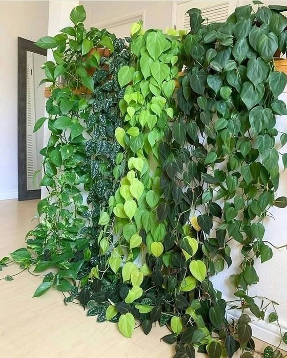 Вючі та ліаноподібні кімнатні рослини