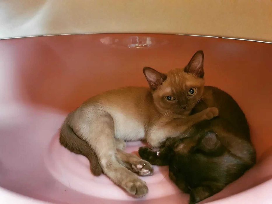 Коты бурмы американской!