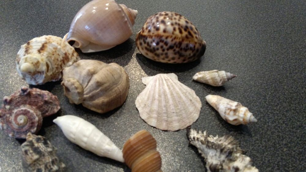Muszle morskie