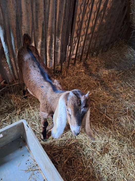 Cabras anglonubianas