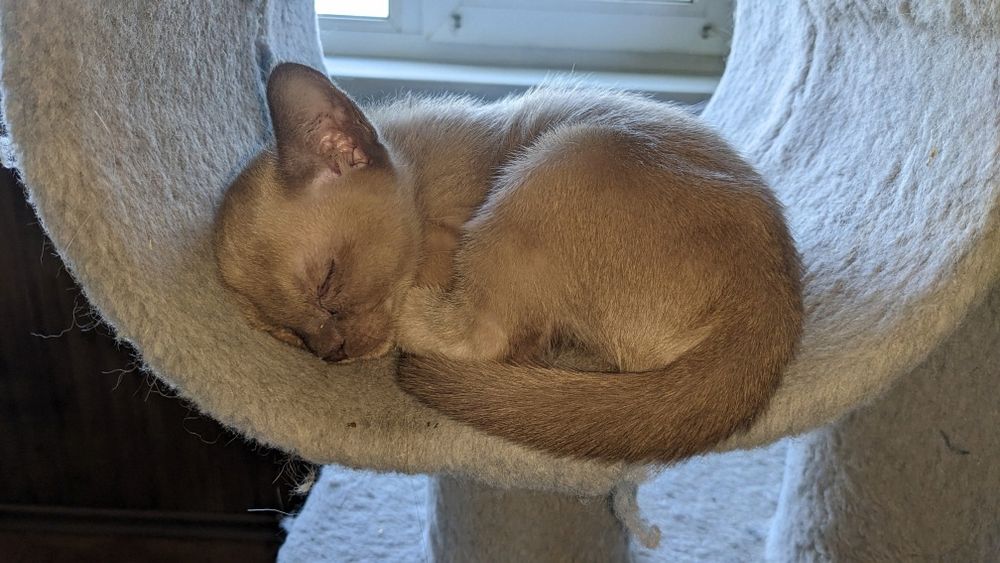 БУРМА  2,5 місяці.