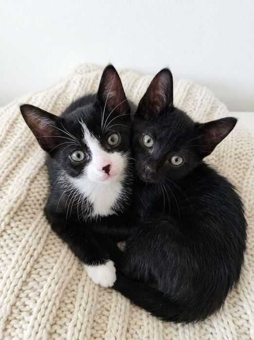 Setúbal / Margem Sul / Lisboa — HAPPY + DOPEY, gatinhos para adoção conjunta