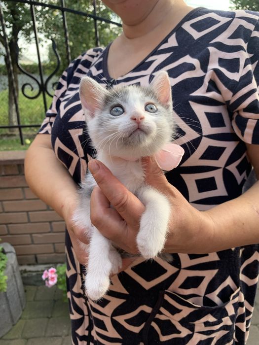 Віддам котика (дівчинка)