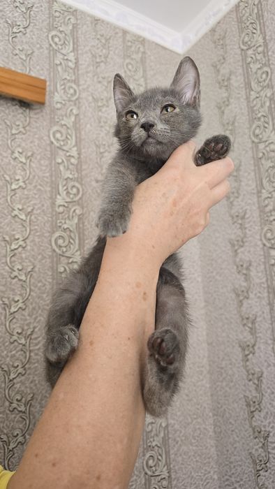 Котик у добрі руки