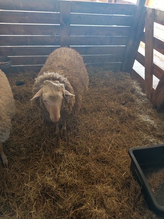 Sprzedam barana dużego rasa Pomorska