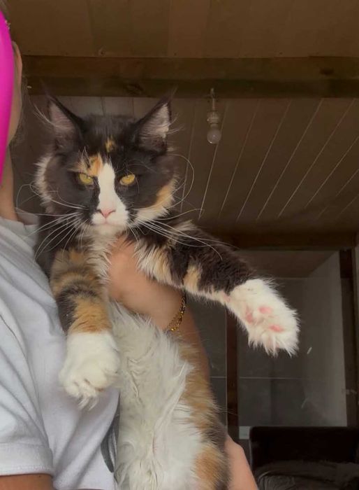Cudowna kotka maine coon Hermiona