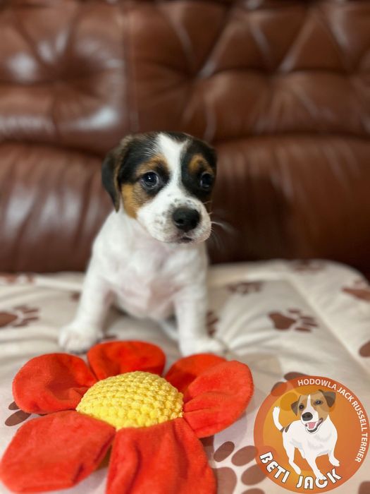 Piękny piesek Jack Russell Terrier z hodowli „BETI JACK” - DAKAR