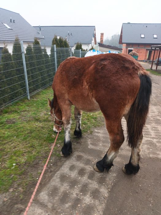 Klaczka zimnokrwista