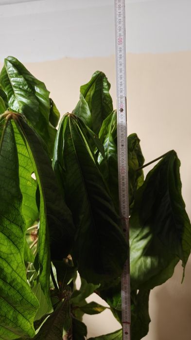 Małpie Kakao Drzewko