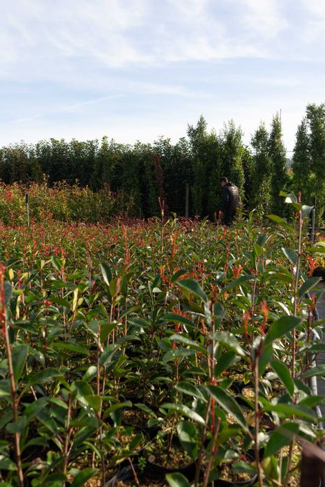 Photinia Carre Rouge -  80/100cm