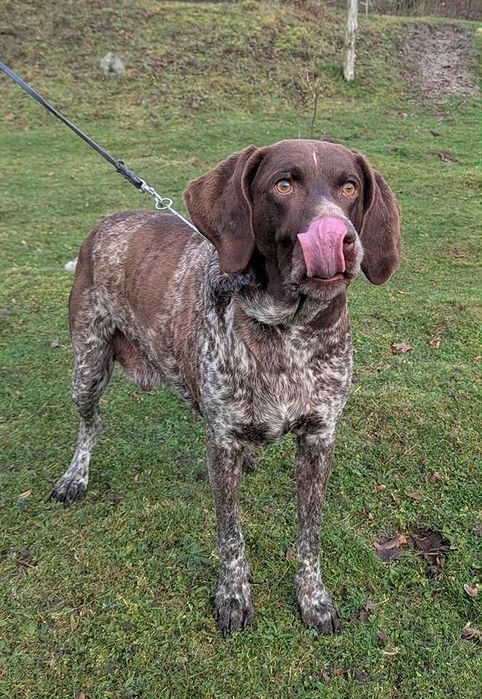Wyżeł szuka dobrego domu.