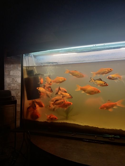 Karaś kolorowy czerwony