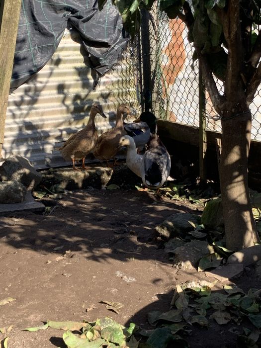 2 Casais de Patos Real