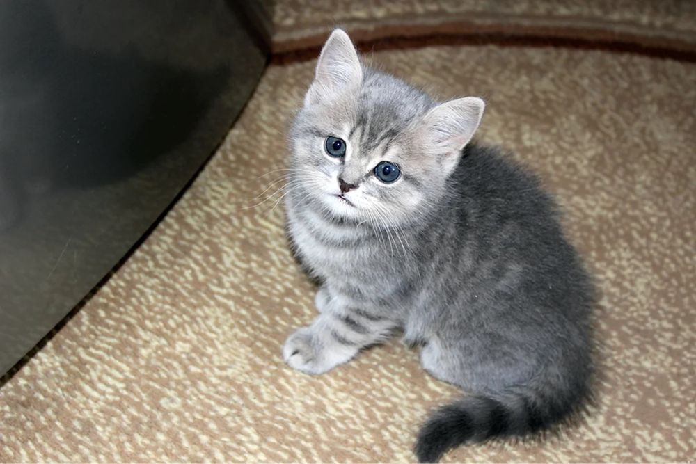 Скоттиш страйт девочка