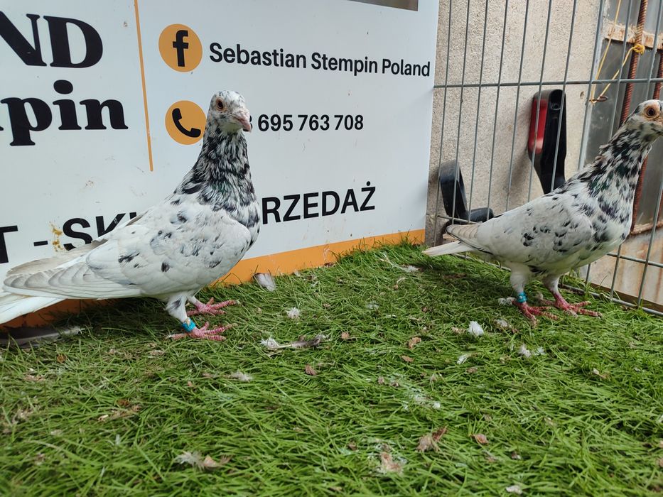 Gołębie. Pocztowy. Pocztowe. Almond. Możliwy transport