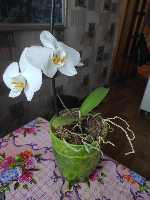 Продам взрослые растения,либо их деток