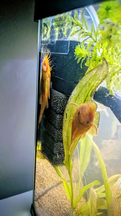 Zbrojnik czerwony - Ancistrus super red !!!Promocja!!!