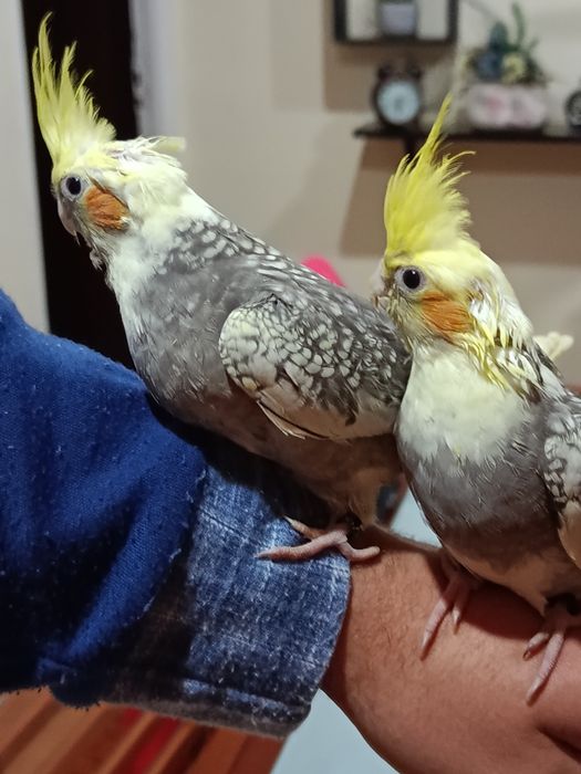 Cedem se agapornis e caturras domesticados