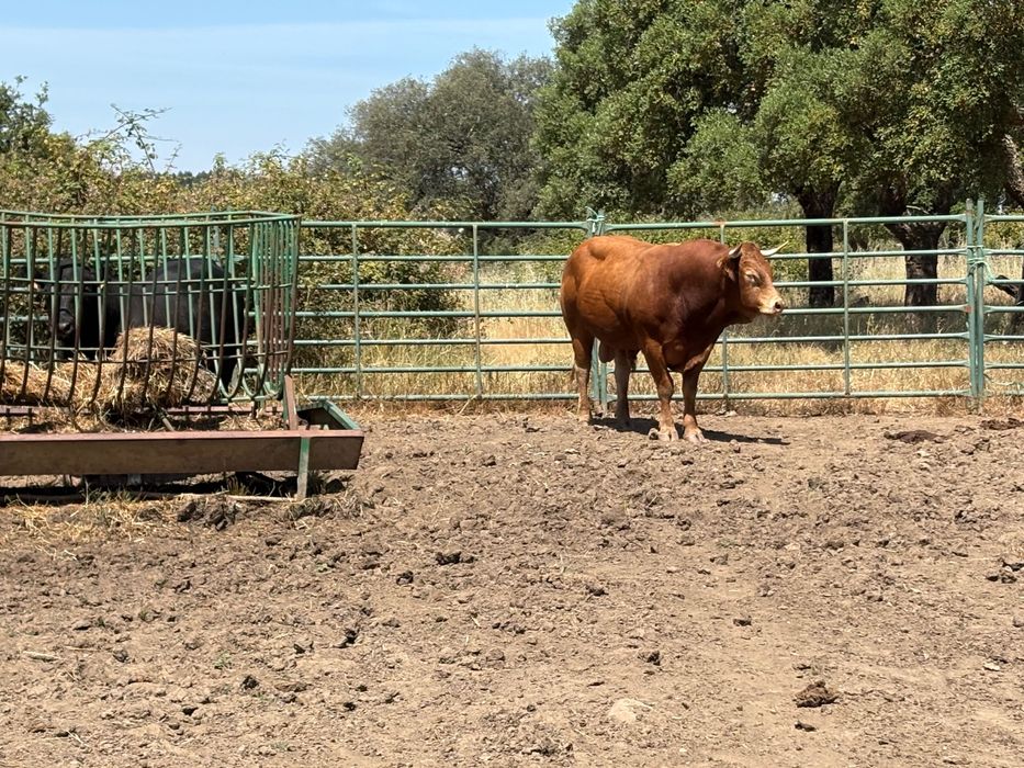 Vacas touro limousino
