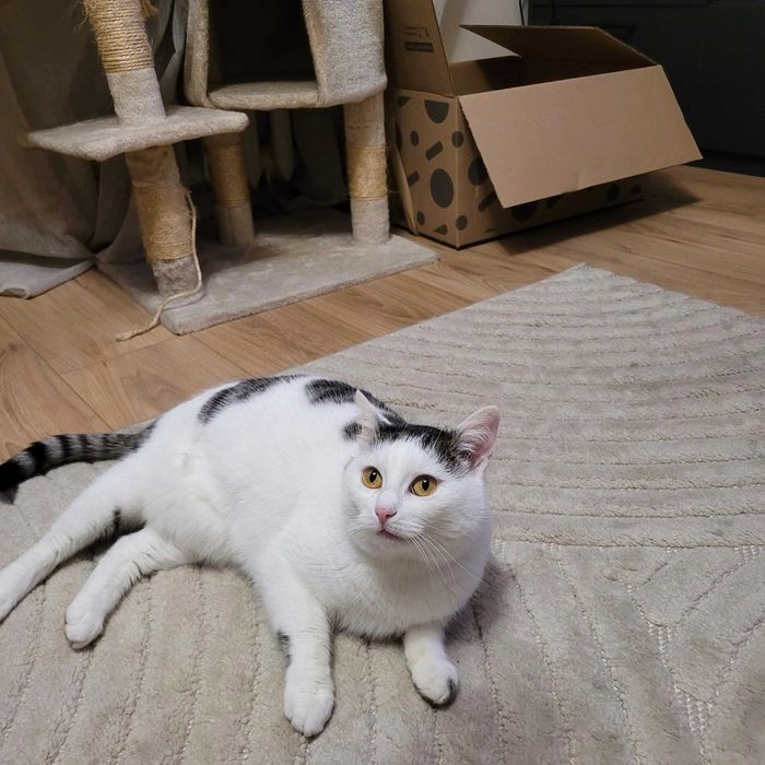 Jagusia cudowna kotka szuka domu