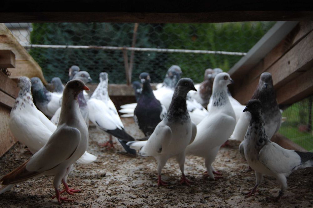 Gołębie ozdobne Budapeszty