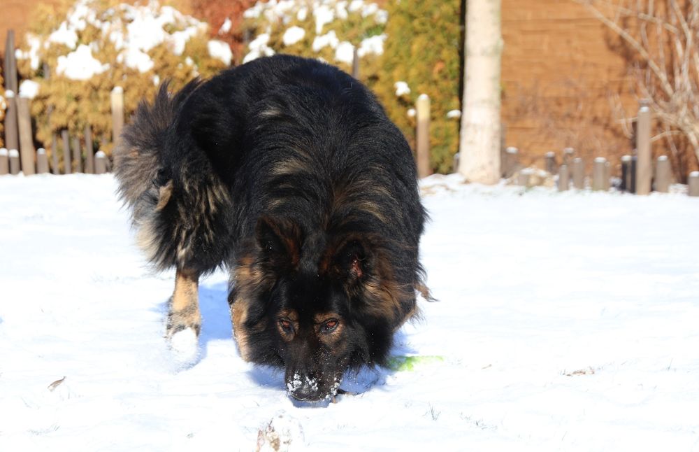 Owczarek Staroniemiecki