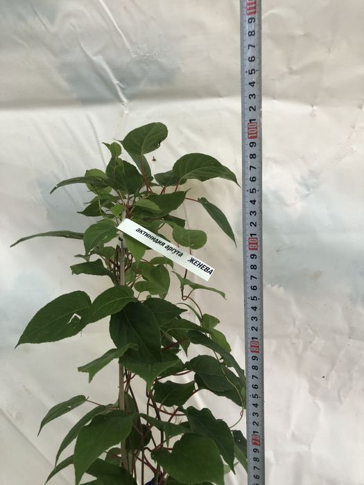 Актинідія 3 річна аргута. 14 цінних сортів!