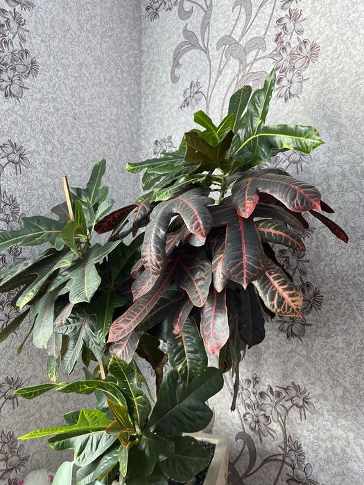 Продається квітка Кротон