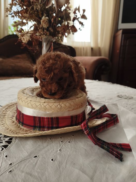 Той пудель   ксу хлопчик