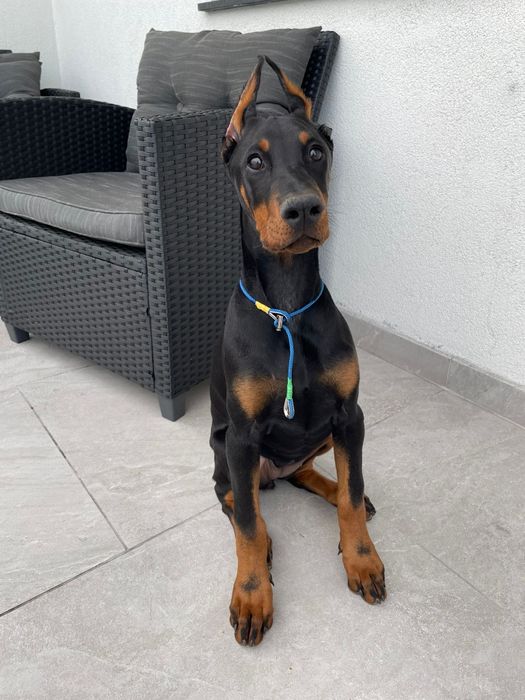 Suczka rasy doberman