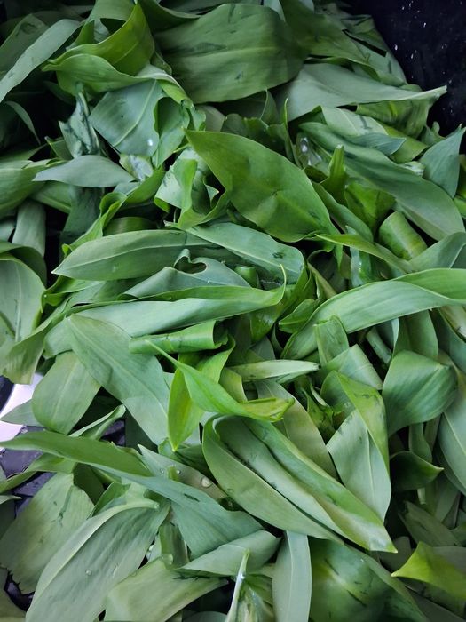 Czosnek niedźwiedzi pesto 3 sztuki