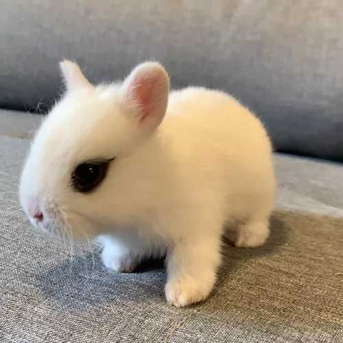 Coelhos anões+Gaiola nova+alimentação adequada