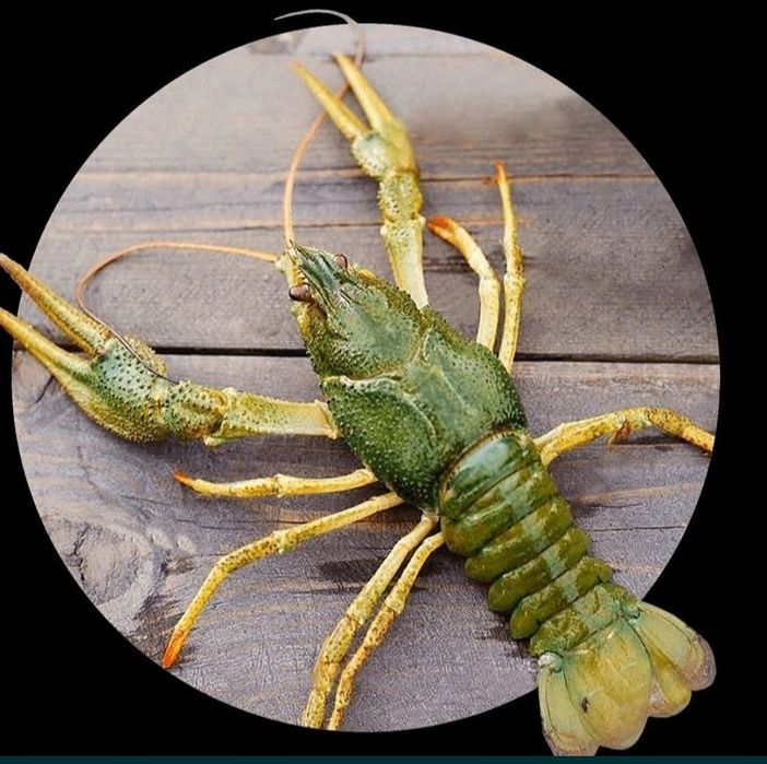 Раки живі річкові