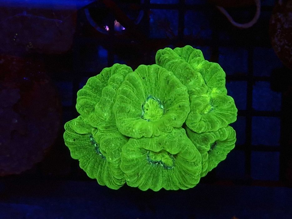 Caulastraea furcata Green Fluo Koralowce Akwarystyka Morska Poznań