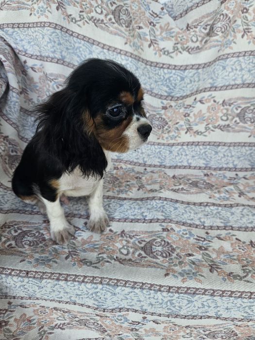 Cavalier King Charles Spaniel