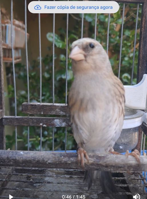 Hibrido de cabeça cinzenta