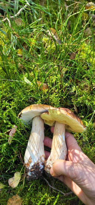 Grzyby suszone na wigilię