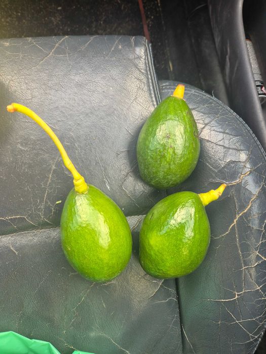 Fruta abacate nacional. Natural