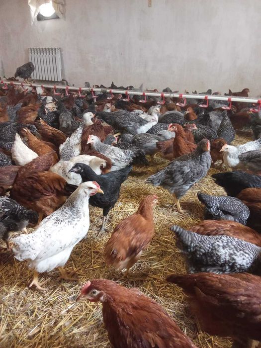 Млинів! Продам КУРИ несушки! доставка безкоштовна!