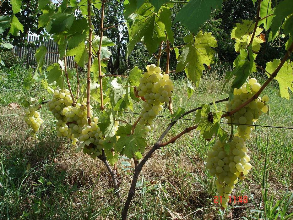 саженцы винограда от виноградаря, много разных сортов