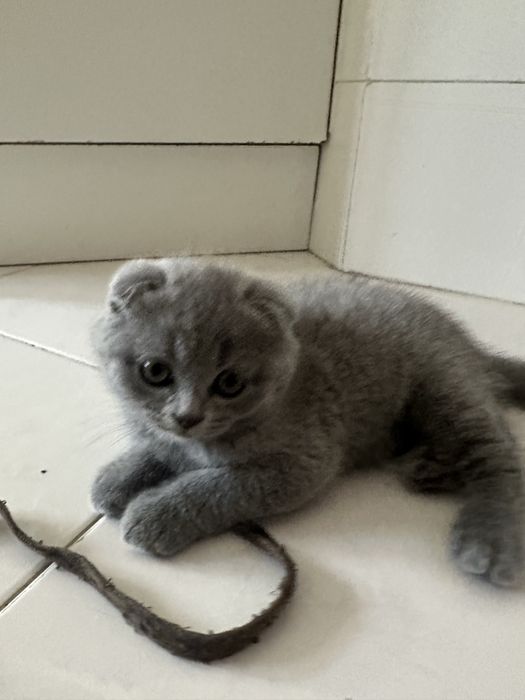 gatinho scottish fold