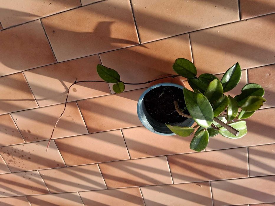 Planta Hoya carnosa flor de cera de flor cor de rosa claro