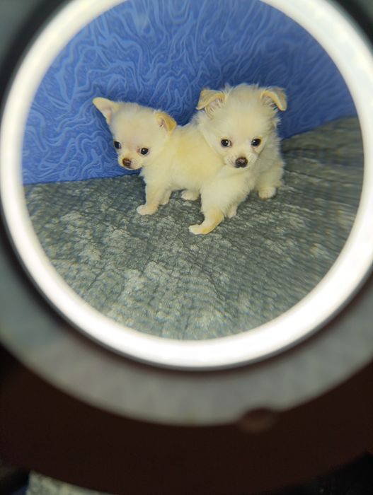 Щенки чихуахуа!!!