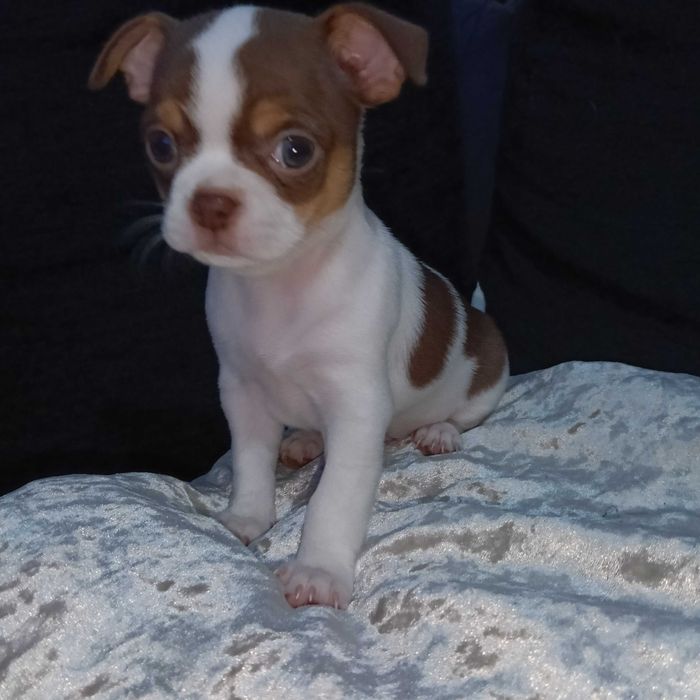 Chihuahua macho cabeça de maçã