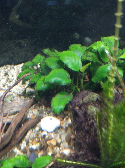 Anubiasy rośliny akwariowe