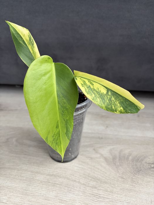 d*y様 Musa Yellow'Variegated'ムサイエローバリエガタ黄 monstera yellow - купити кімнатні рослини - Ціна на OLX.ua