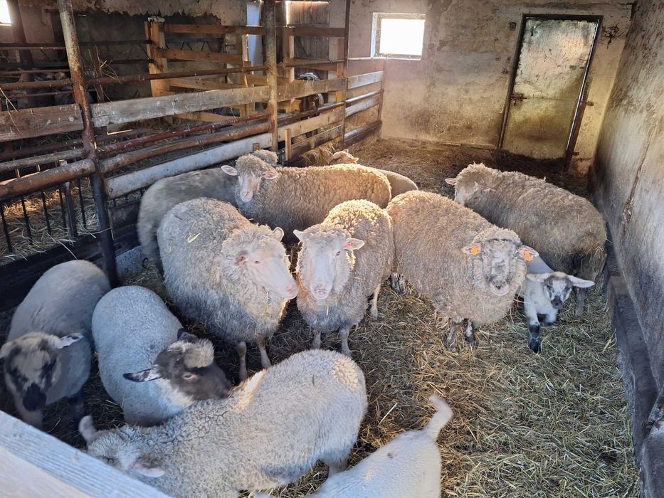 Owce sprzedam stado 11 sztuk