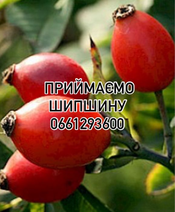 Шиповник шипшина
